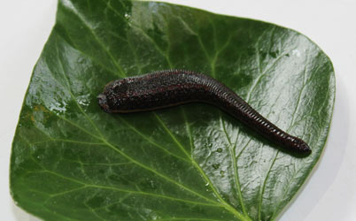 Medizinischer Blutegel Hirudo medicinalis - Bild 2